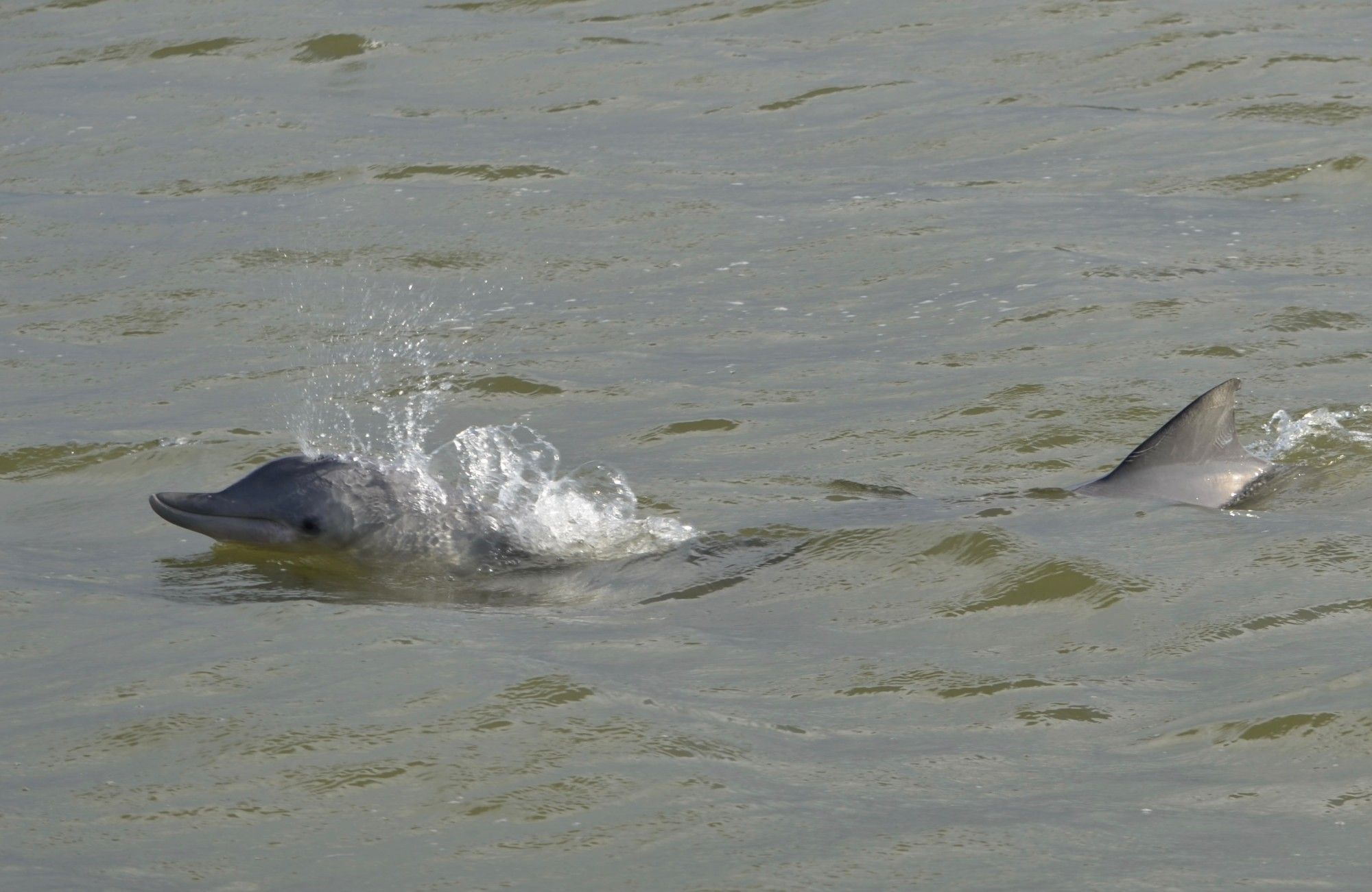 Een Guyanadolfijn (profosu) komt boven in het bruine water van de riviermonding, met verderop een rugvin boven het water.